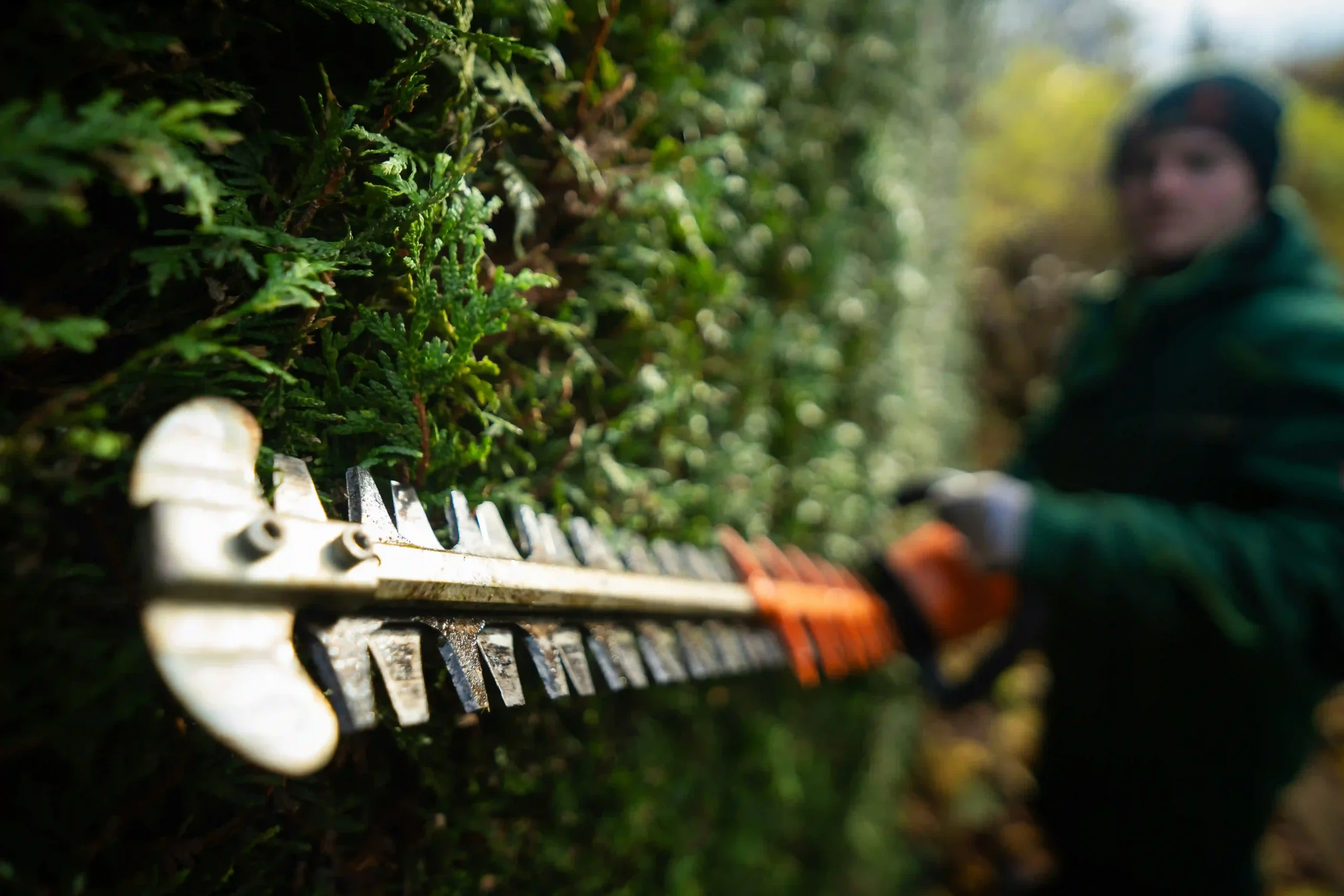 Gardener trimming a hedge